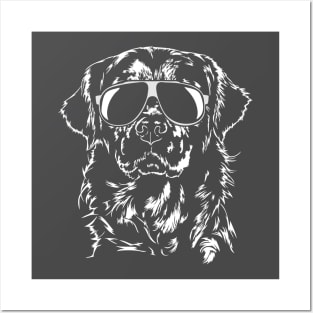 Funny Golden Retriever with sunglasses Posters and Art